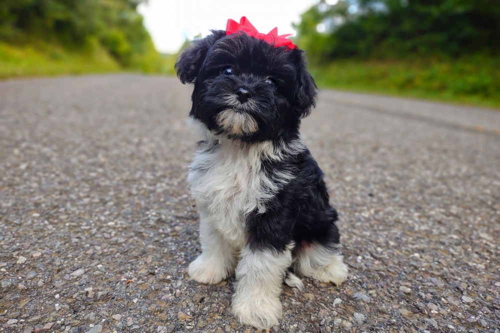black and white maltipoo puppy for sale
