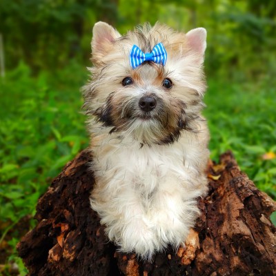 havanese-maltese-puppies-for-sale