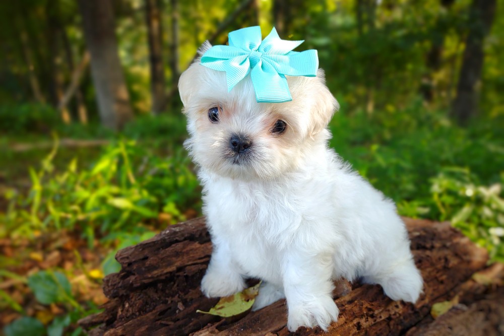 maltese-shih-tzu