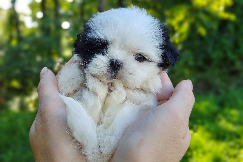 korean-malshi-puppies-for-sale