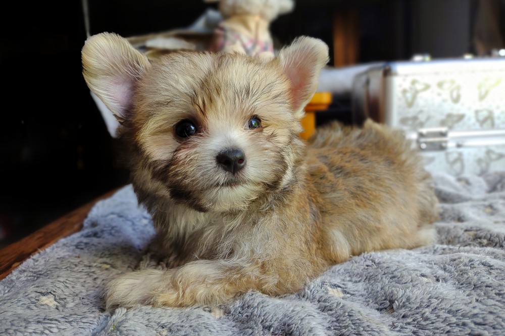 Korean Morkie Puppies For Sale