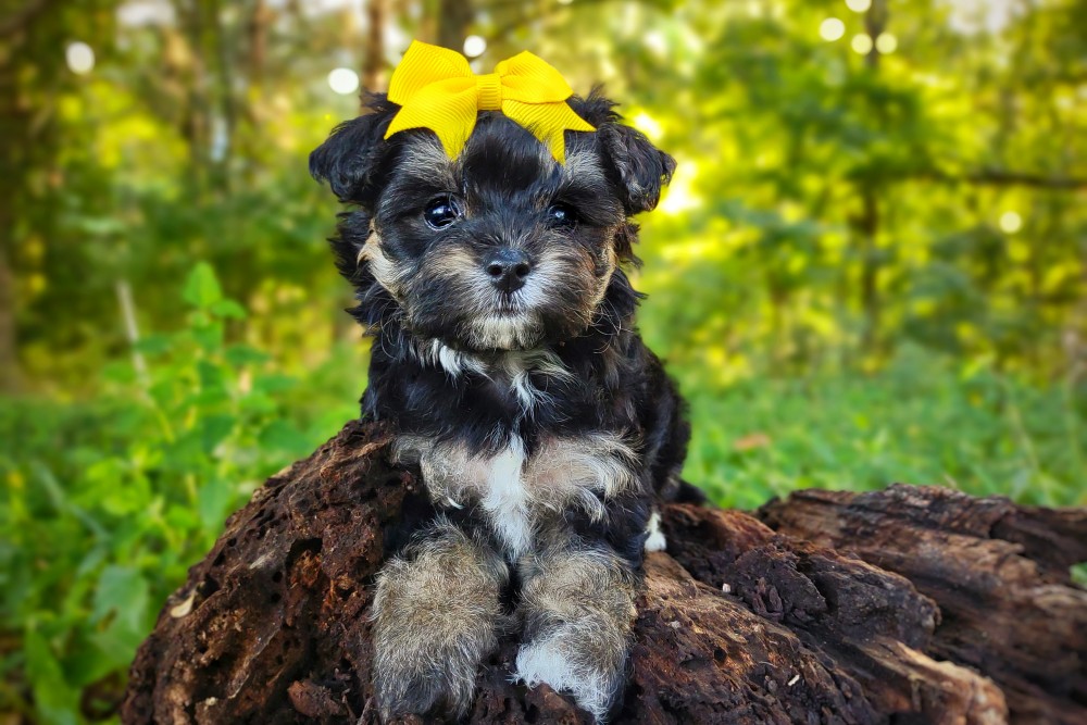 cute teddybear toy poodle puppy - tan point, phantom, cute face