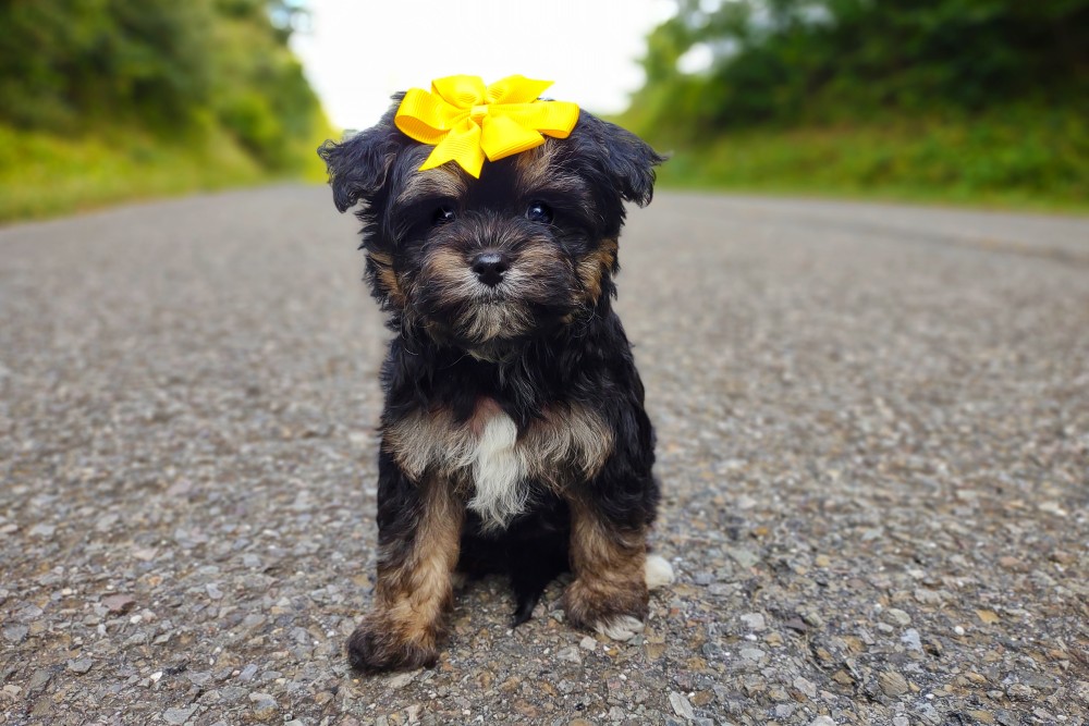 tan point teddybear puppy for sale - tiny maltipoo
