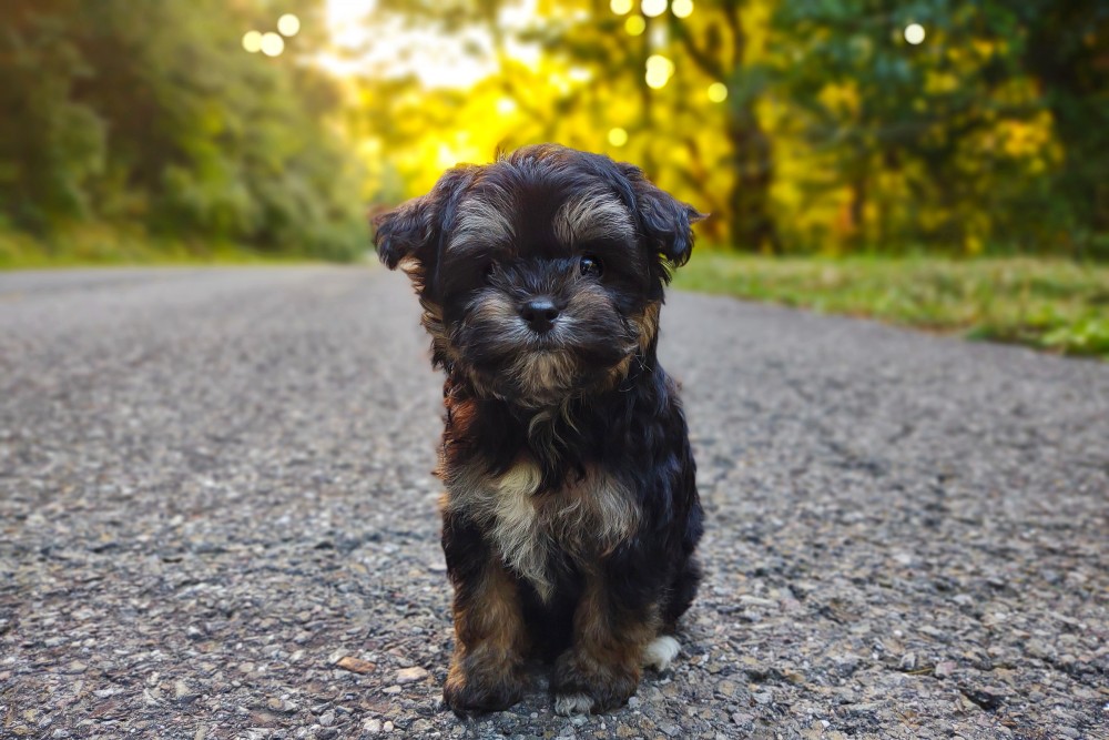 tan point maltipoo puppy for sale with cute teddybear face