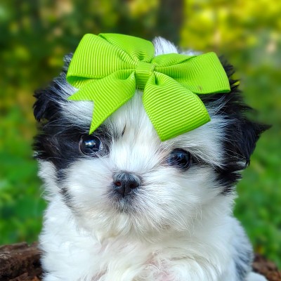 havanese-maltese-puppies-for-sale