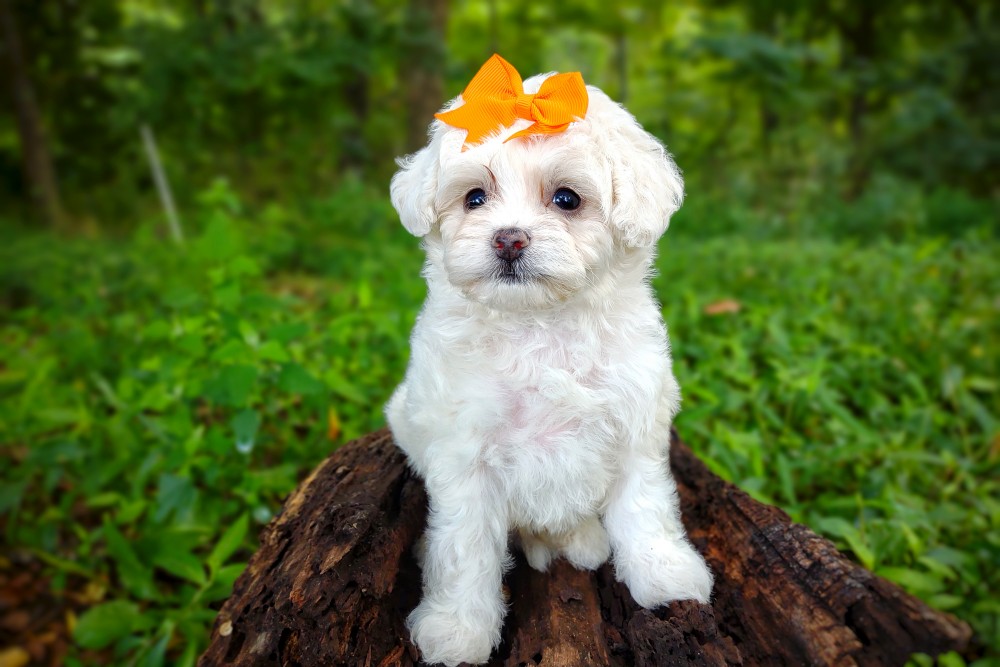 white maltipoo with an orange bow