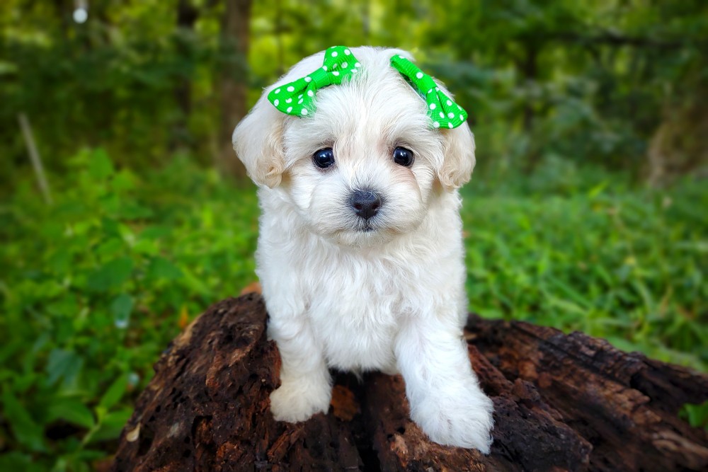 tiny maltipoo puppy with pigtails - puppy with bows and a cute hairstyle