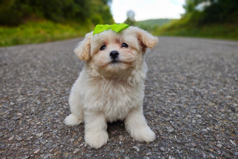 rare cream colored korean teacup maltipoo