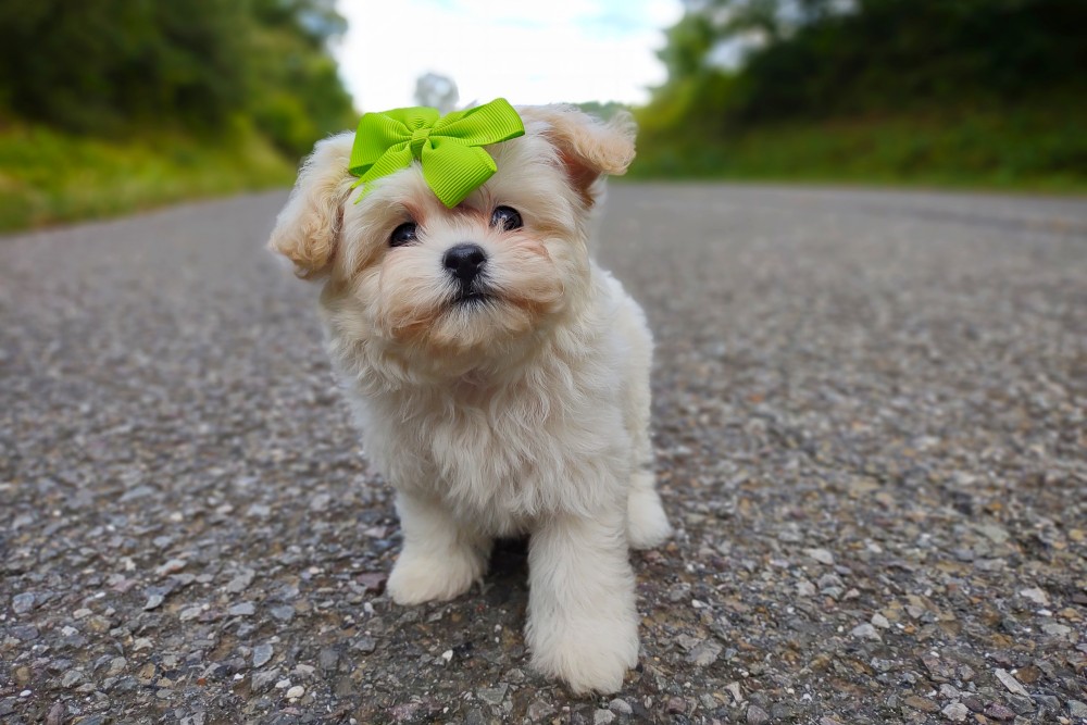teacup korean maltipoo puppy for sale - tiny fluffy puppy with babydoll face