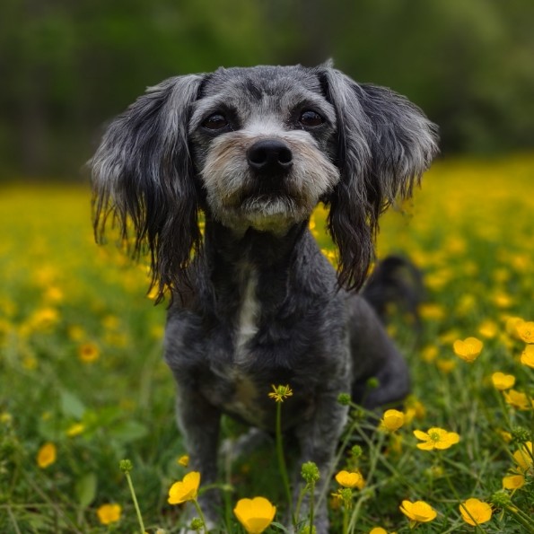 havanese-maltese-puppies-for-sale-va