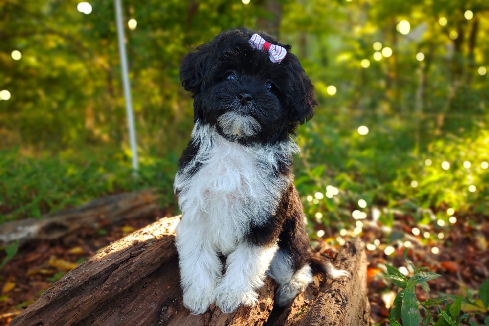 beauriful sunset picture of a maltipoo puppy with a bow
