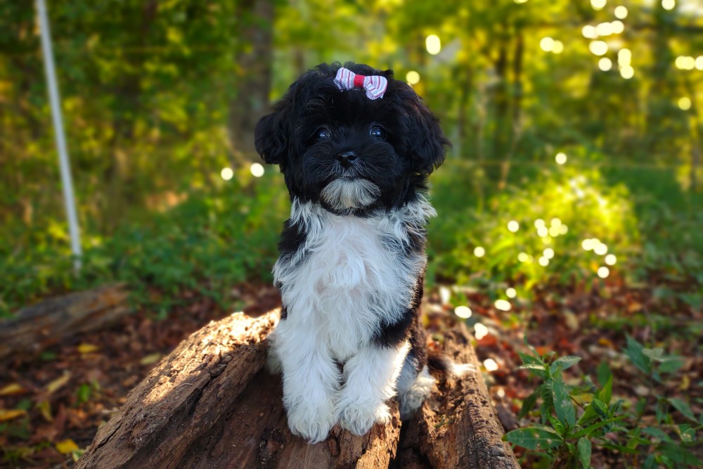 cute rare brindle black and white maltipoo puppy
