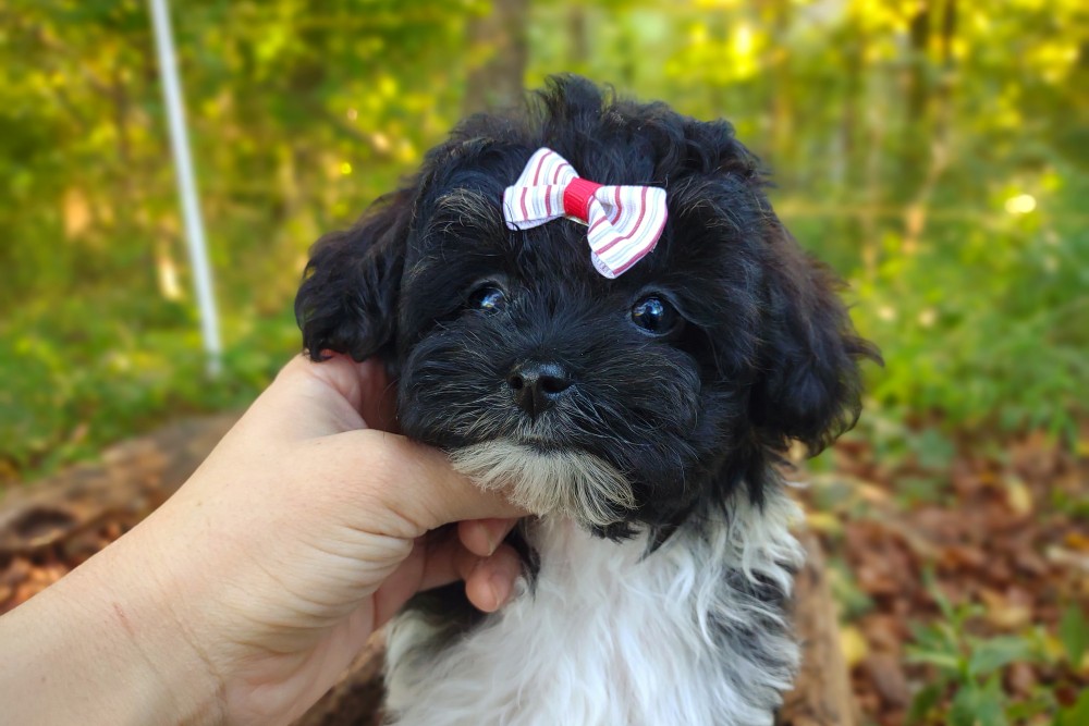 black and white maltipoo face with a little bow