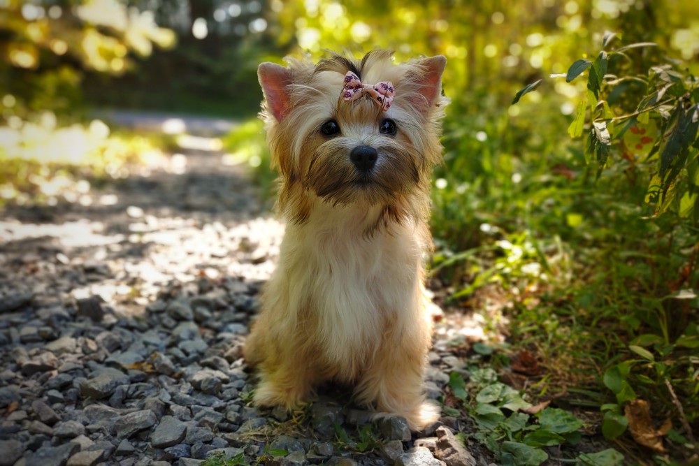 cute gold sable morkipoo dog