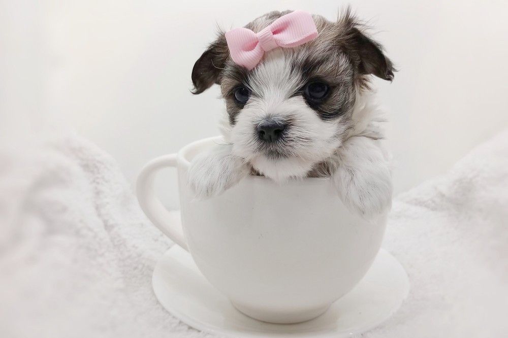 havamalt-puppies-for-sale