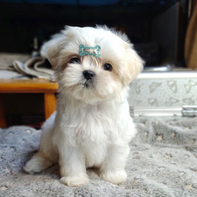 maltese-shih-tzu
