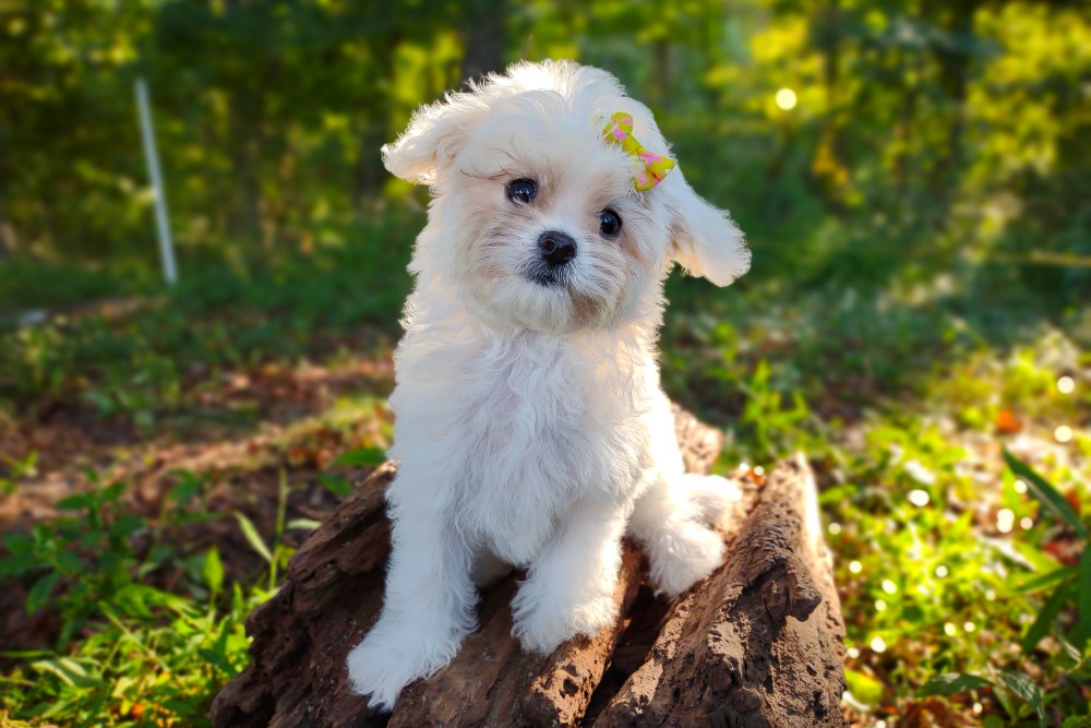 white maltipoo puppy tipping his head