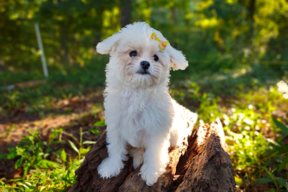 white teddybear maltipoo puppy