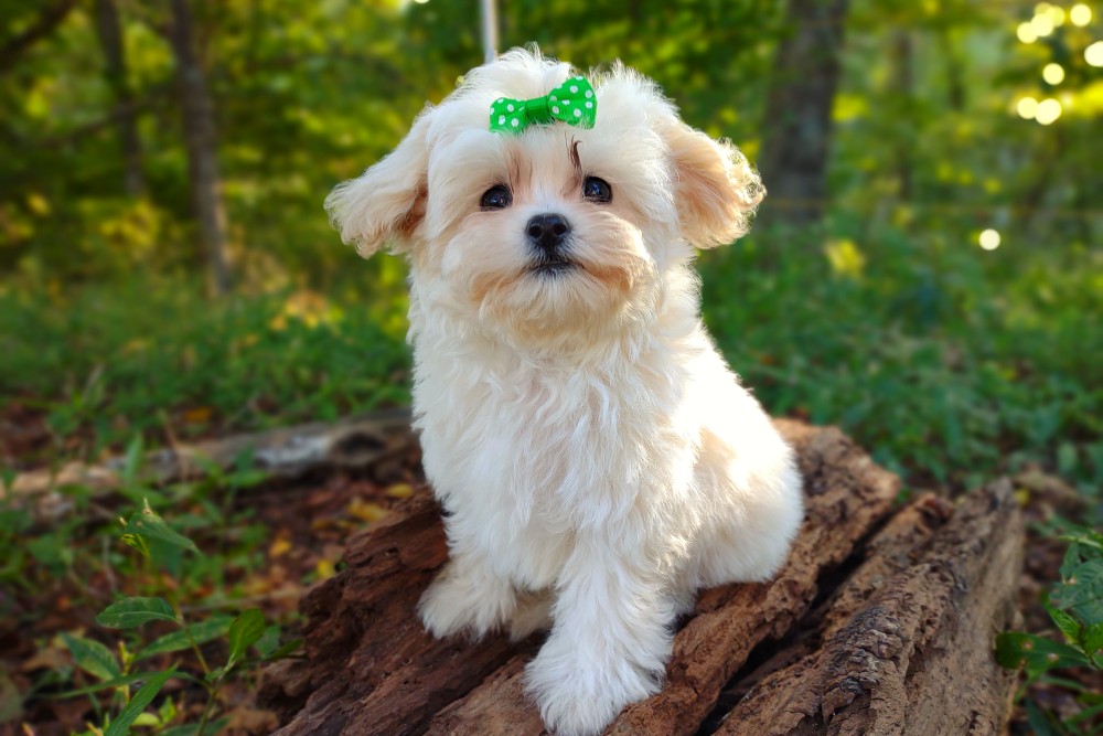teacup cream maltipoo puppy for sale