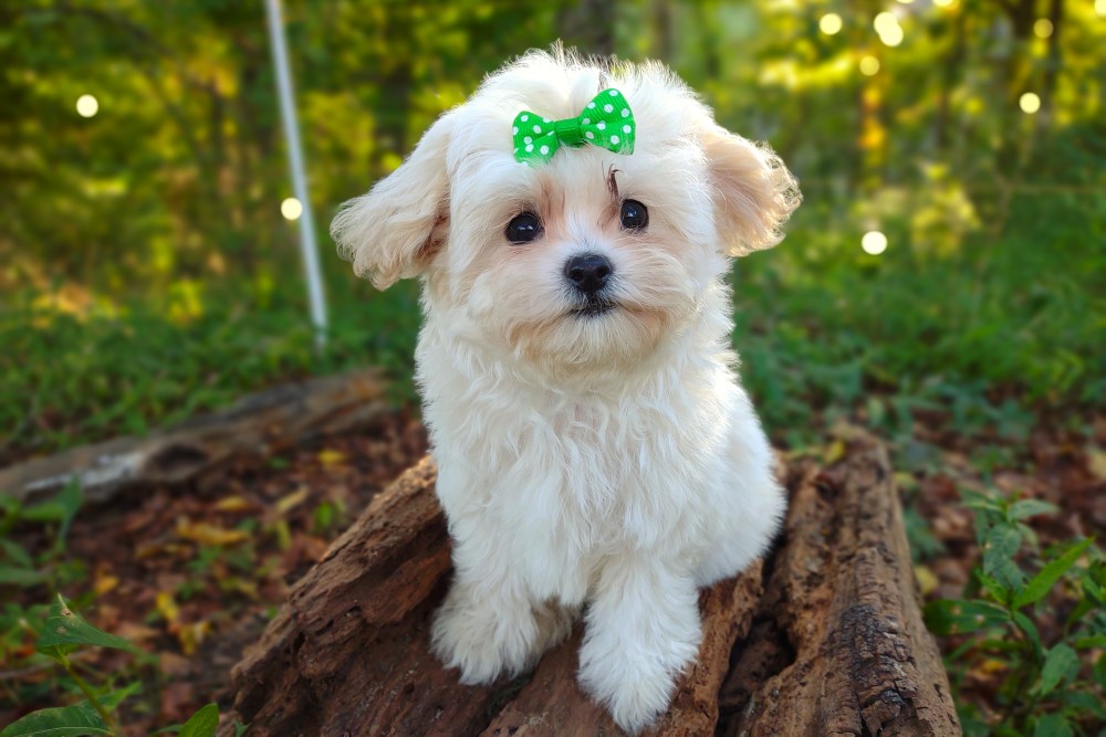 korean teacup puppy for sale - tiny cream colored maltipoo puppy