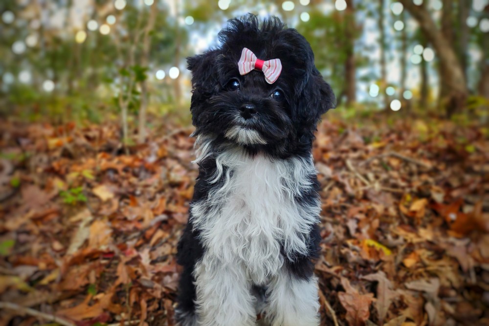 maltipoo-puppies-for-sale