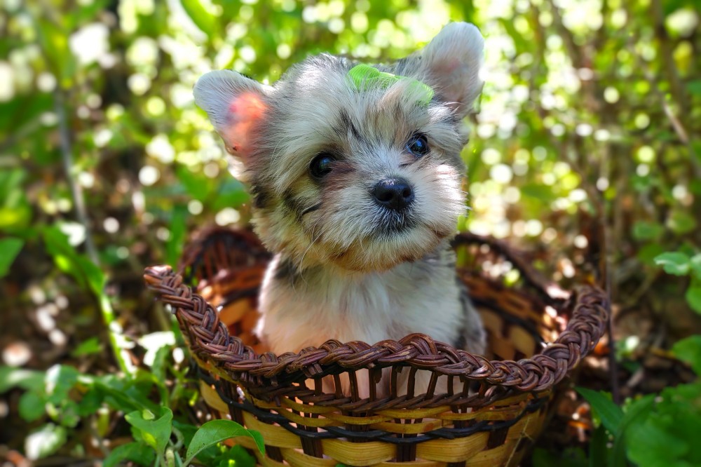 Morkipoo-Puppies-For-Sale