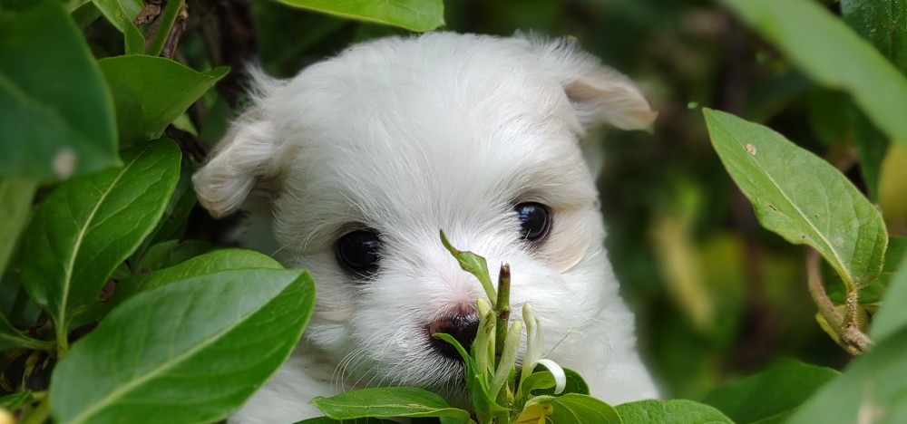 havanese-maltese-breeder