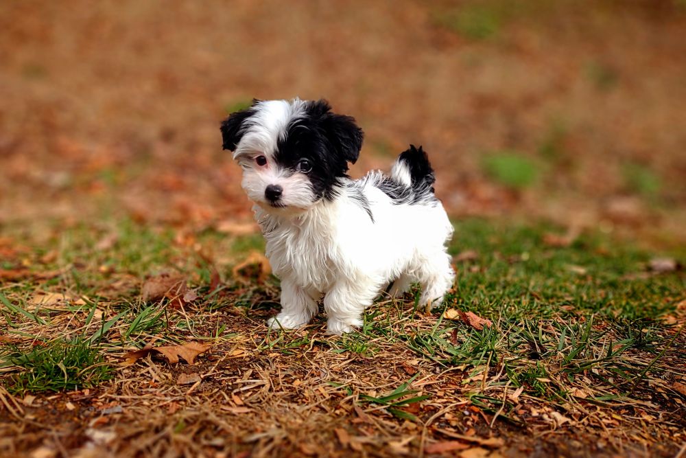 Example of a Black Parti Puppy